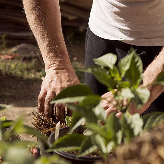 Garden Design and Maintenance